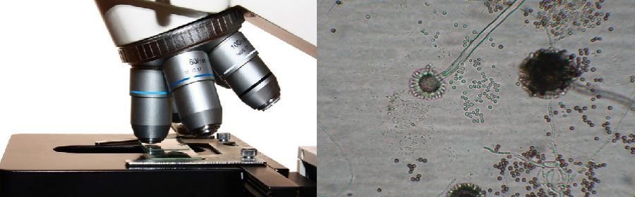 EMSL Analytical Inc.